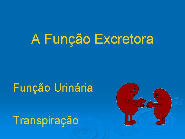 A Função Excretora Função Urinária Transpiração 