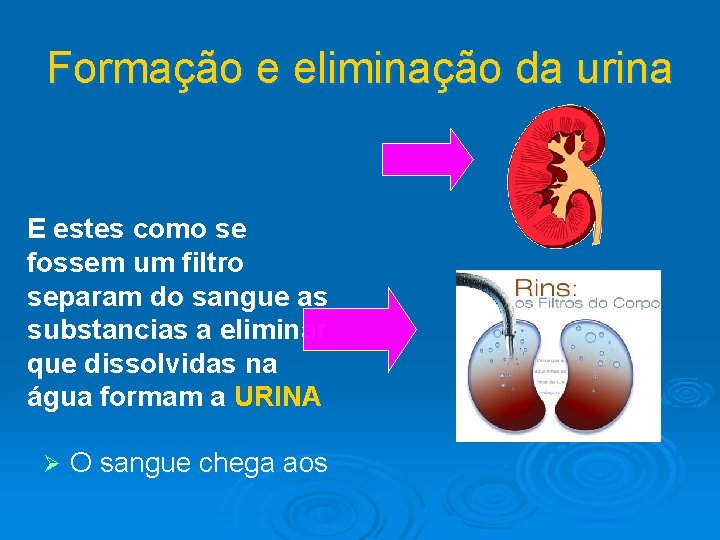 Formação e eliminação da urina E estes como se fossem um filtro separam do