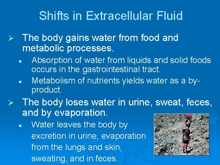 Shifts in Extracellular Fluid The body gains water from food and metabolic processes. Ø