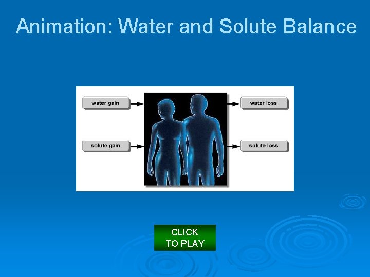 Animation: Water and Solute Balance CLICK TO PLAY 