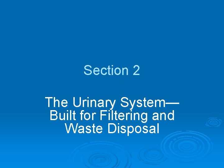 Section 2 The Urinary System— Built for Filtering and Waste Disposal 