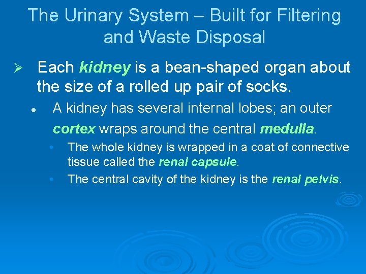The Urinary System – Built for Filtering and Waste Disposal Each kidney is a