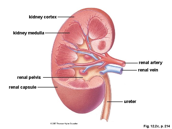 kidney cortex kidney medulla renal artery renal vein renal pelvis renal capsule ureter Fig.