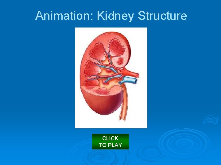 Animation: Kidney Structure CLICK TO PLAY 