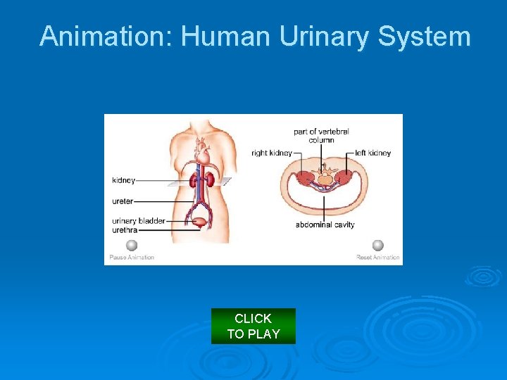Animation: Human Urinary System CLICK TO PLAY 