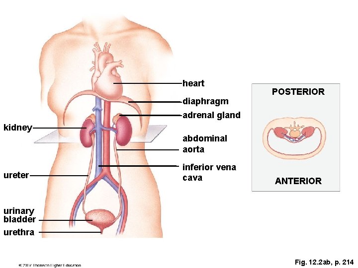 heart diaphragm POSTERIOR adrenal gland kidney abdominal aorta ureter inferior vena cava ANTERIOR urinary
