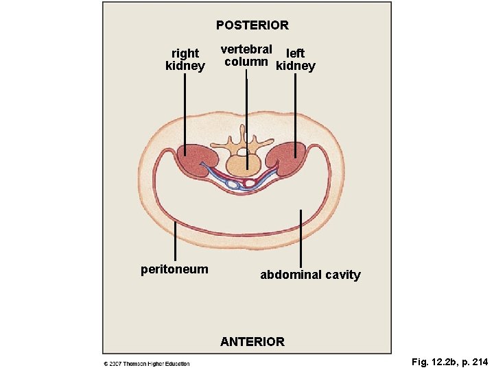 POSTERIOR right kidney peritoneum vertebral left column kidney abdominal cavity ANTERIOR Fig. 12. 2