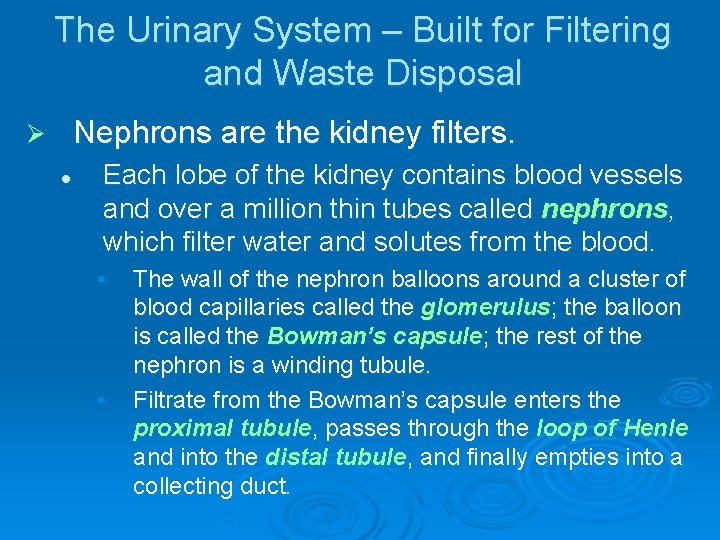 The Urinary System – Built for Filtering and Waste Disposal Nephrons are the kidney