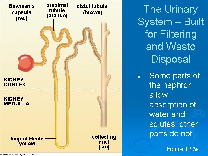 Bowman’s capsule (red) proximal tubule (orange) distal tubule (brown) l KIDNEY CORTEX KIDNEY MEDULLA