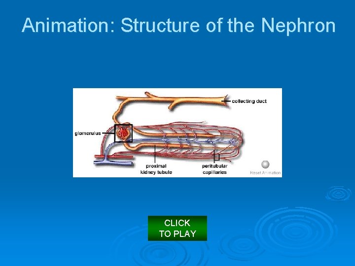 Animation: Structure of the Nephron CLICK TO PLAY 