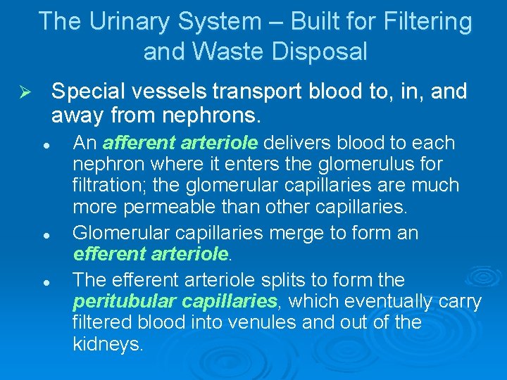 The Urinary System – Built for Filtering and Waste Disposal Special vessels transport blood