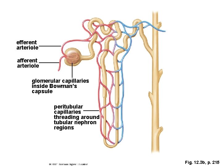 efferent arteriole afferent arteriole glomerular capillaries inside Bowman’s capsule peritubular capillaries threading around tubular