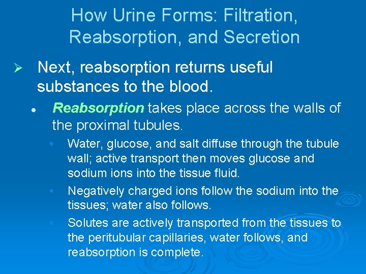 How Urine Forms: Filtration, Reabsorption, and Secretion Next, reabsorption returns useful substances to the