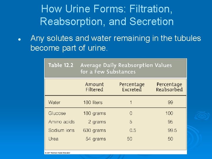 How Urine Forms: Filtration, Reabsorption, and Secretion l Any solutes and water remaining in