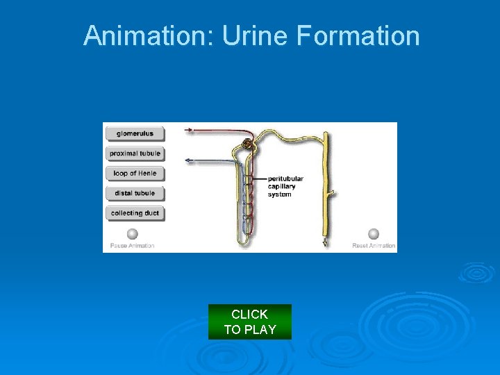 Animation: Urine Formation CLICK TO PLAY 