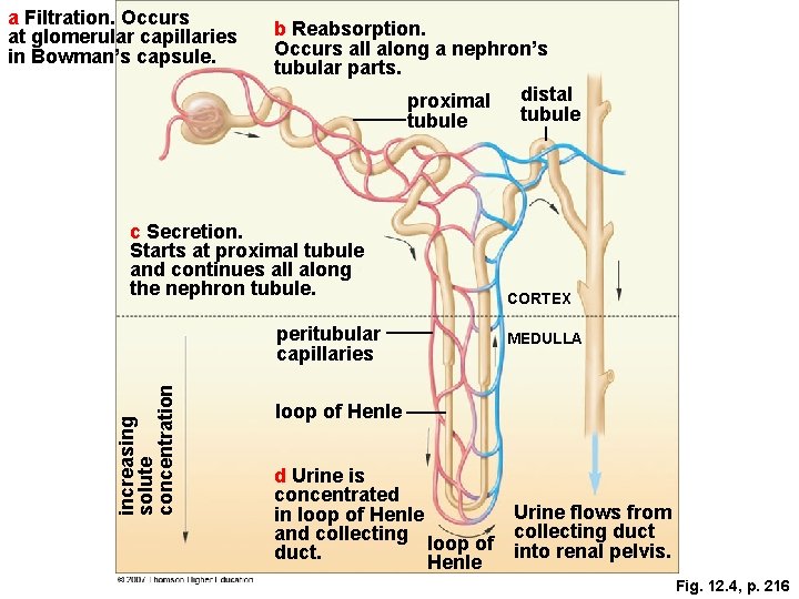 a Filtration. Occurs at glomerular capillaries in Bowman’s capsule. b Reabsorption. Occurs all along