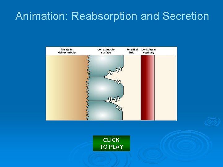 Animation: Reabsorption and Secretion CLICK TO PLAY 