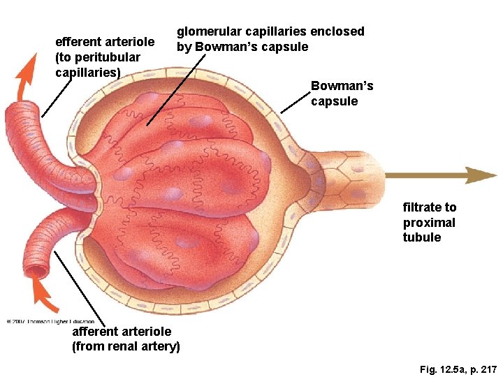 efferent arteriole (to peritubular capillaries) glomerular capillaries enclosed by Bowman’s capsule filtrate to proximal