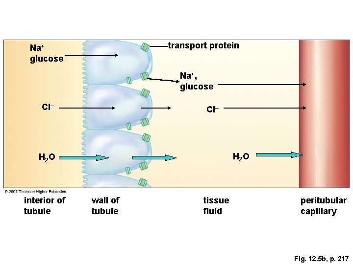 transport protein Na+ glucose Na+, glucose Cl– H 2 O interior of tubule wall