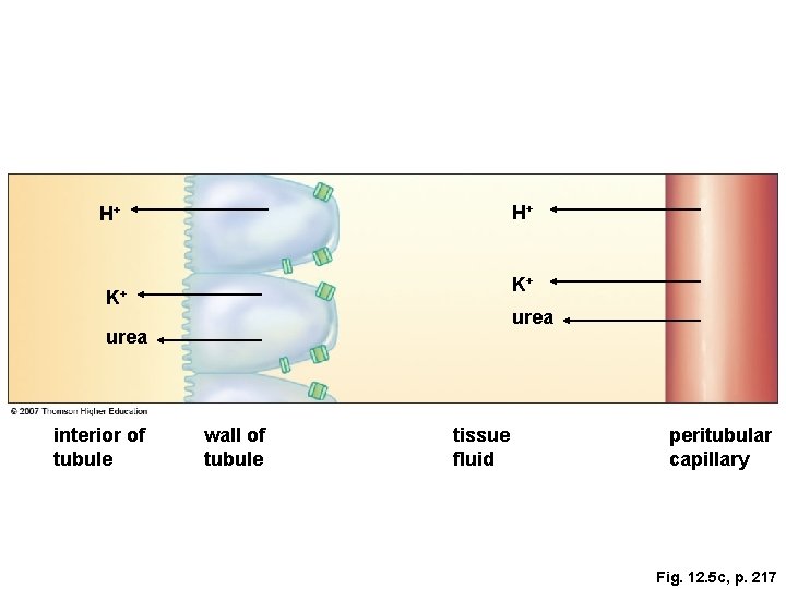H+ H+ K+ K+ urea interior of tubule wall of tubule tissue fluid peritubular