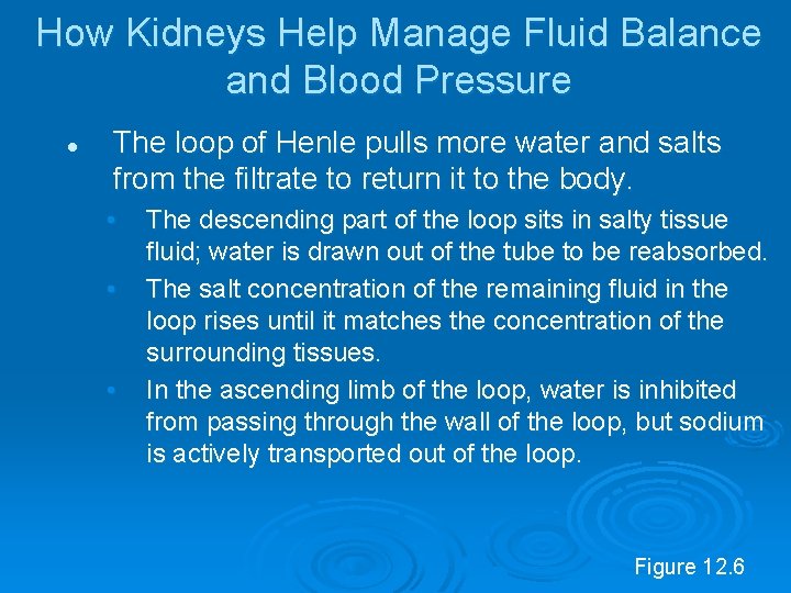 How Kidneys Help Manage Fluid Balance and Blood Pressure l The loop of Henle