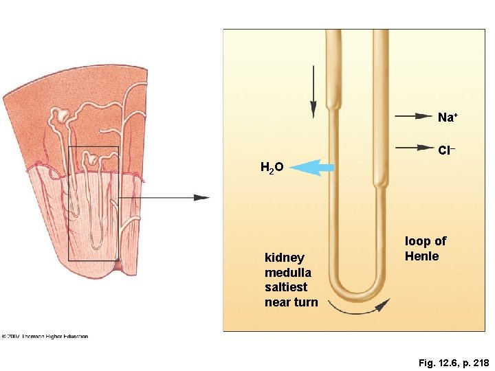 Na+ Cl– H 2 O kidney medulla saltiest near turn loop of Henle Fig.
