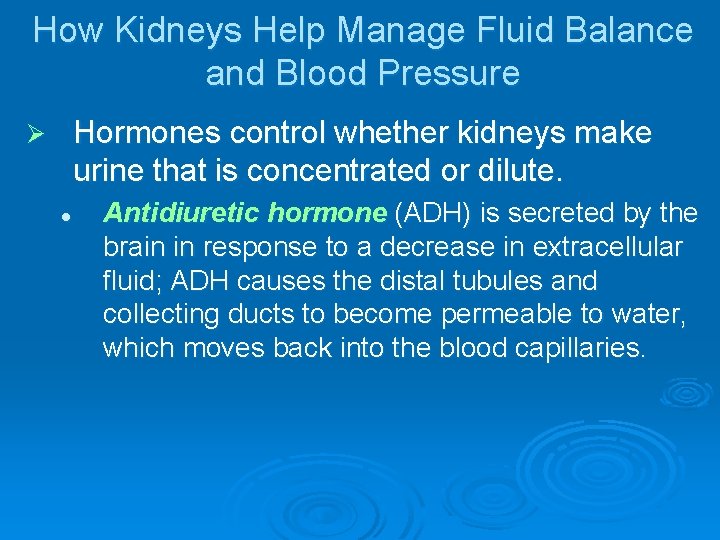 How Kidneys Help Manage Fluid Balance and Blood Pressure Hormones control whether kidneys make