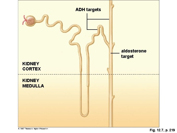 ADH targets aldosterone target KIDNEY CORTEX KIDNEY MEDULLA Fig. 12. 7, p. 219 