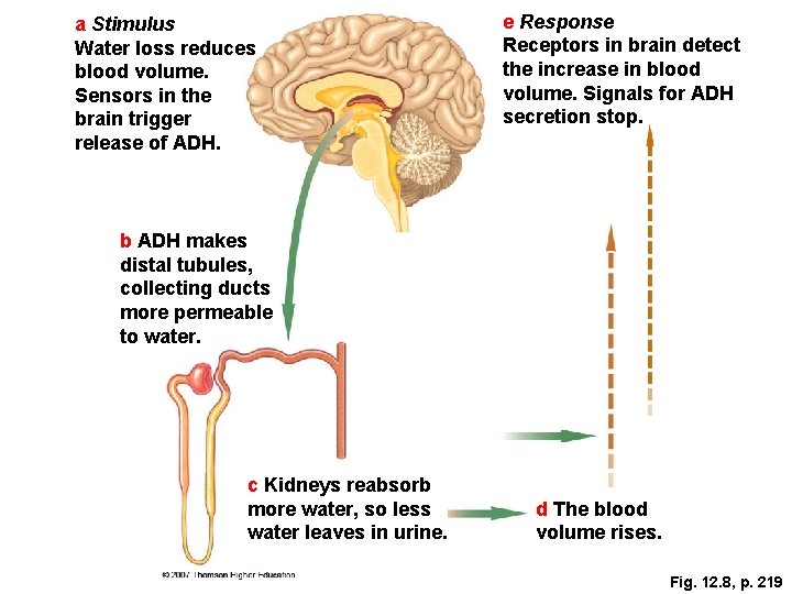 a Stimulus Water loss reduces blood volume. Sensors in the brain trigger release of
