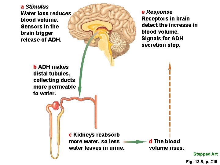 a Stimulus Water loss reduces blood volume. Sensors in the brain trigger release of
