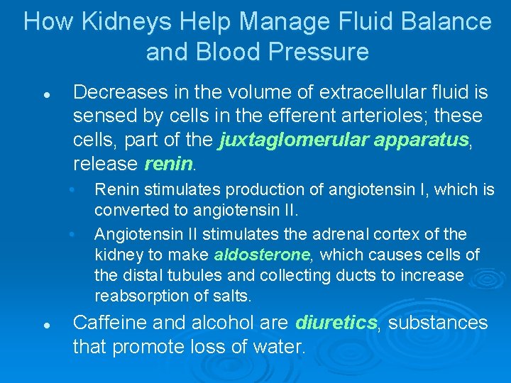 How Kidneys Help Manage Fluid Balance and Blood Pressure l Decreases in the volume