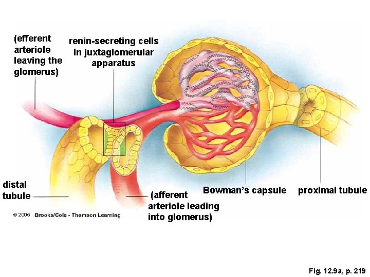 (efferent renin-secreting cells arteriole in juxtaglomerular leaving the apparatus glomerus) distal tubule © 2005