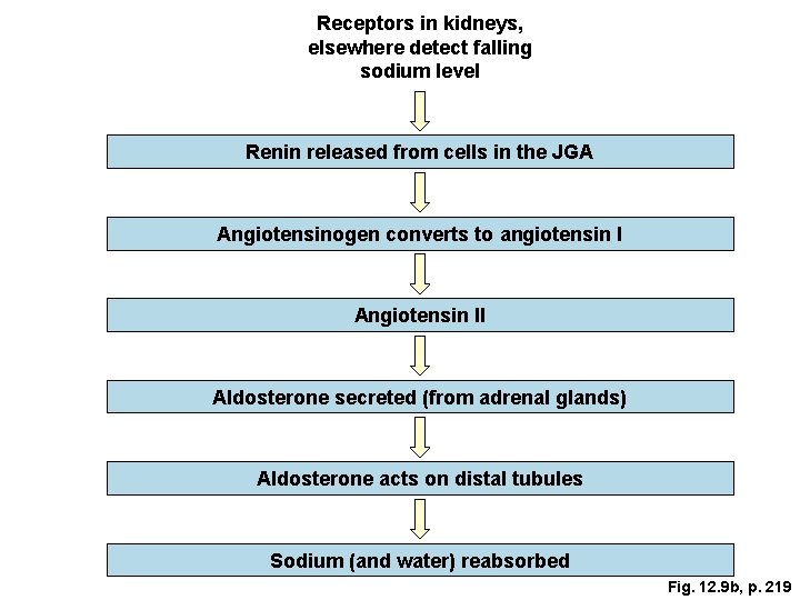 Receptors in kidneys, elsewhere detect falling sodium level Renin released from cells in the