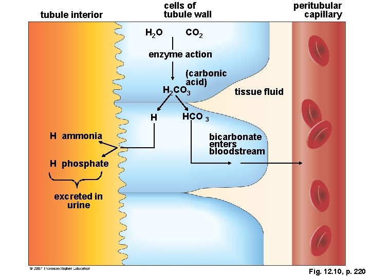cells of tubule wall tubule interior H 2 O peritubular capillary CO 2 enzyme