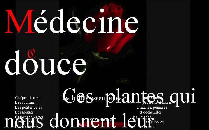 Médecine douce Ces plantes qui nous donnent leur Guêpes et taons Les fourmis Les