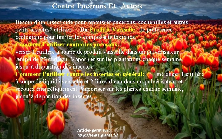 Contre Pucerons Et Autres Besoin d’un insecticide pour repousser pucerons, cochenilles et autres petits