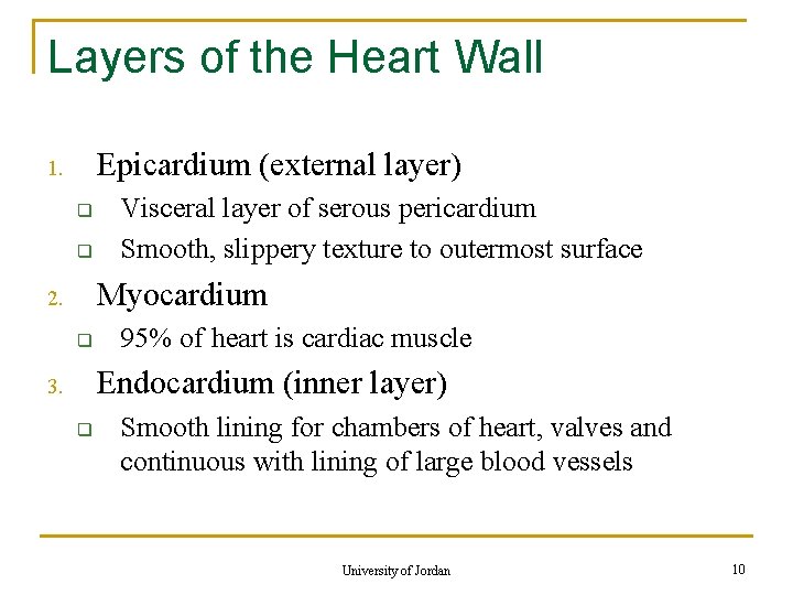 Layers of the Heart Wall Epicardium (external layer) 1. q q Visceral layer of