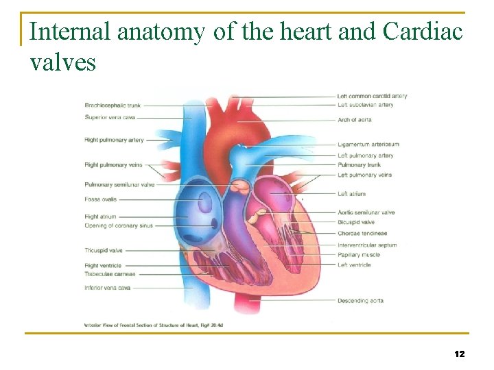 Internal anatomy of the heart and Cardiac valves 12 