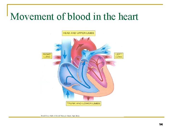 Movement of blood in the heart 14 