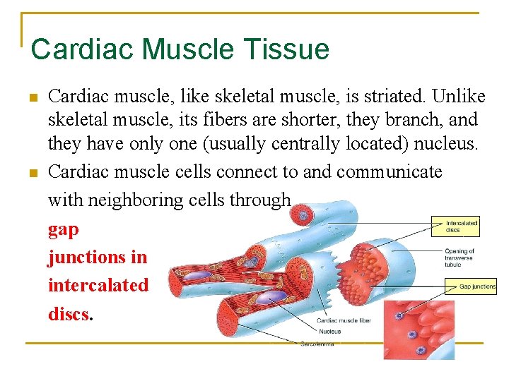 Cardiac Muscle Tissue n n Cardiac muscle, like skeletal muscle, is striated. Unlike skeletal