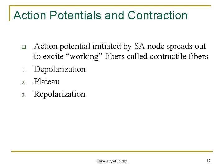 Action Potentials and Contraction q 1. 2. 3. Action potential initiated by SA node