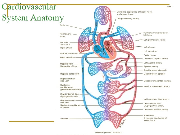 Cardiovascular System Anatomy 