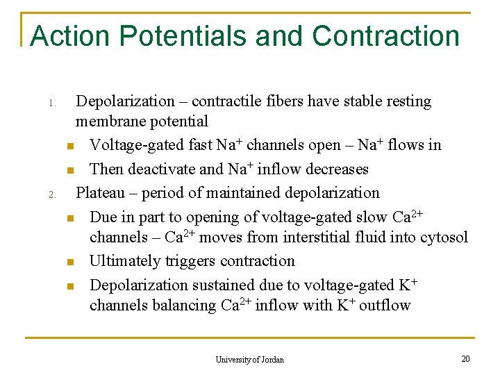 Action Potentials and Contraction 1. 2. Depolarization – contractile fibers have stable resting membrane