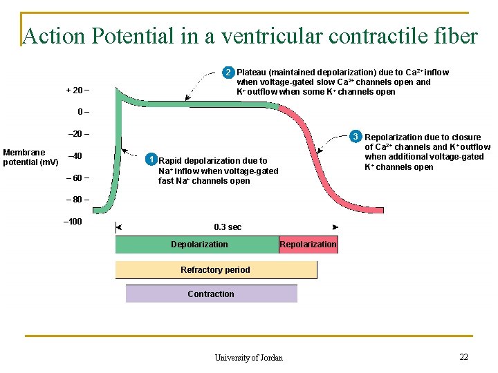 Action Potential in a ventricular contractile fiber + 20 2+ 22 Plateau (maintained depolarization)