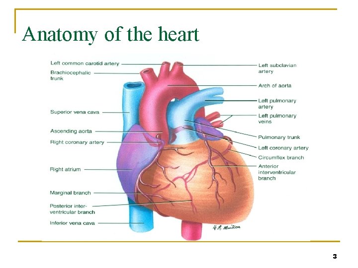 Anatomy of the heart 3 