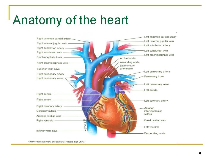 Anatomy of the heart 4 