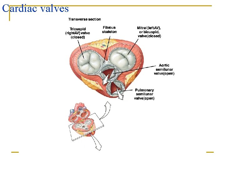 Cardiac valves 