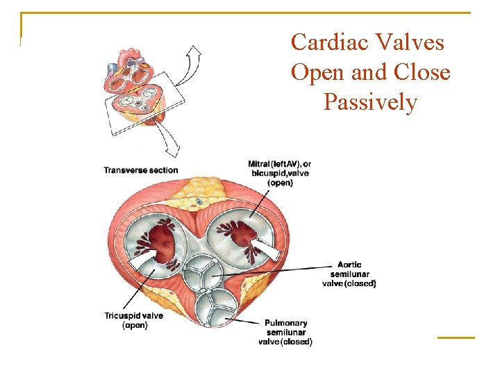 Cardiac Valves Open and Close Passively 