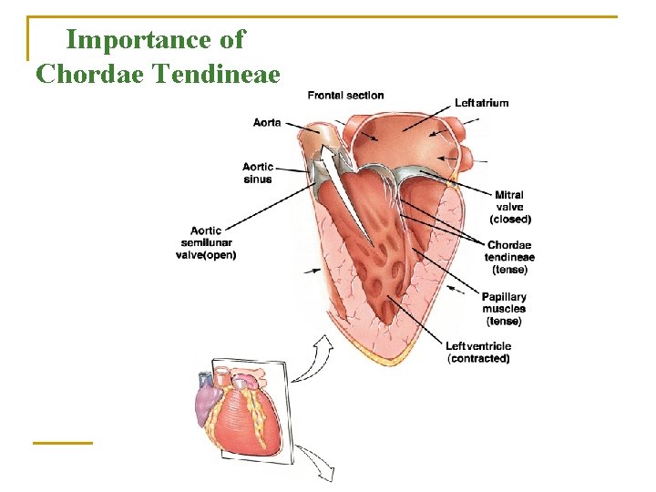 Importance of Chordae Tendineae 