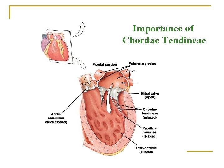 Importance of Chordae Tendineae 